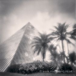 Palms and Pyramid